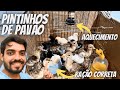 Nascimento e primeiros cuidados com Filhotes de Pavão