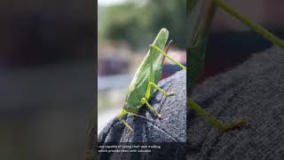 Jumping into the World of Grasshoppers