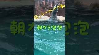 バク転好きで知られる日本平動物園のホッキョクグマʕ•ᴥ•ʔロッシー♪　プールの中は幻想的だった？！　#Shorts