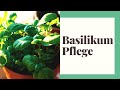 Basilikum Pflege - So machen Sie es richtig!