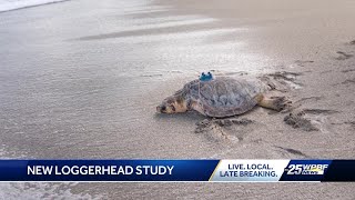 Loggerhead Marinelife Center does first-ever study on amputee sea turtles after rehab