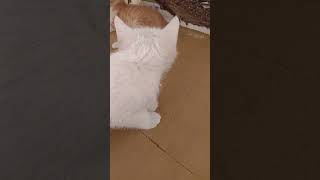 Baby Cats   Cute and Funny Cat Videos Compilation #1  Aww Animals 452