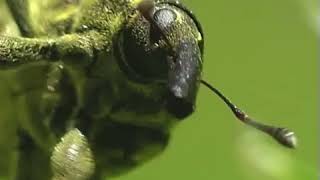 Weevil - snout beetles. Insect for stockvideo (Macro shot)