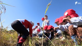 「楽しかった」登呂遺跡で園児が稲刈り体験　稲の根元を鎌で丁寧に=静岡市