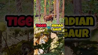 बाघ शिकार की फिराक में | Tiger Vs Indian Gaur | Satpura Tiger Reserve | Madhai Gate