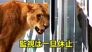 トワちゃん、ニイナの監視は一旦休止　〜 Lion (ライオン)〜　多摩動物公園