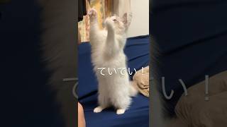 『るなちゃんねる』可愛すぎるラグドールのルナちゃんがボクシングしてるっぽいだけの動画 #cat #ragdoll #cute #ラグドール #kitten #cutecat #catlover