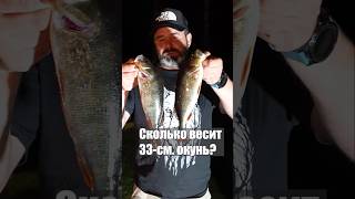 Попер сработал. #рыбалка #cope #fishing #рыба #природа #окунь #трофей #улов