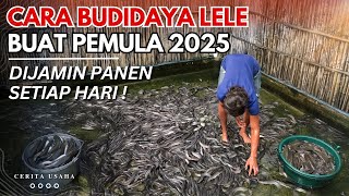 CARA BUDIDAYA LELE BUAT PEMULA UNTUK BISNIS 2025 | CERITA USAHA OASIS