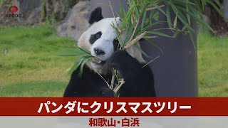 パンダにクリスマスツリー 和歌山・白浜