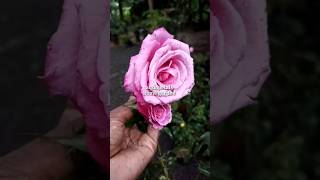 ഇതൊക്കെ സഹിക്കാൻ കഴിയില്ല#rose