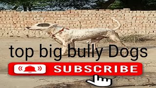 Pakistani bast Top close bully Dogs#american#pakistani #pitbull#bullyworld #dogbreeds # KKH TV HD