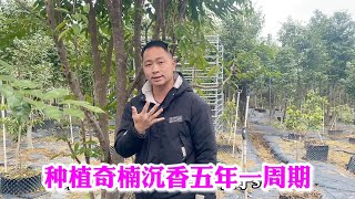 阿拉丁坚持种植沉香十几年，每棵树的产量竟然能保证500克以上！