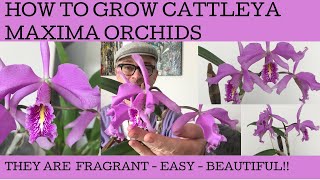 How to grow and care for Cattleya maxima orchids.