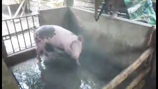 Fast Cleaning of Piggery using Pressure Washer Machine