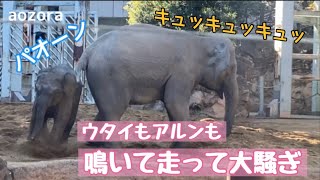 ウタイもアルンも鳴いて走って大騒ぎ🐘アルンターボ💨連発