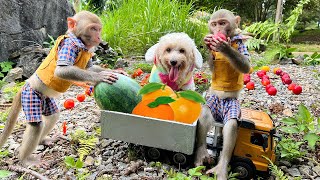 Bim Bim picked Amee's fruit then made orange juice for baby monkeys Obi