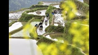 Farmers work on guyu day| CCTV English