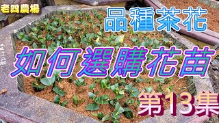 開箱2022年品種茶花第13集！(如何選購花苗)【老四農場】[Camellia japonica][カメリア]｜請開啟CC字幕｜