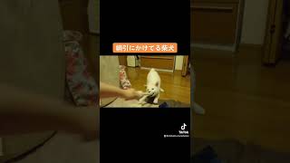 綱引きにかけてる若犬