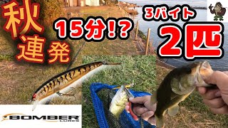 【バス釣り】【霞水系】【連続バイト】秋の荒食いタイム？_10月中旬