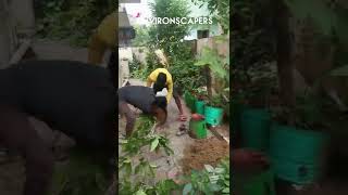 Transplanting 'Shenbagam' tree at a client's place