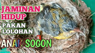 PERAWATAN DAN PAKAN LOLOHAN ANAKAN BURUNG SOGON (SOGOK ONTONG)