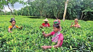 চা উৎপাদনে রেকর্ড অথচ ন্যায্য বেতন বঞ্চিত শ্রমিকরা! | Tea Production in BD | Somoy TV