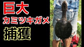 印旛沼で巨大カミツキガメの捕獲に成功！