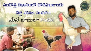 | బాబుల Farm అన్నీ రాకల పందేము పుంజులు అమ్మబడును | ఈక పందెము ముసుకు రంగులు  S. K FAZAL BHAI | Babula