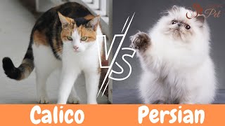 Calico Cat vs Persian: 10 Surprising Differences You Need to Know!