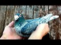 recessive opal pigeon recessive opal spread pigeon opal racing pigeon rare racing pigeons