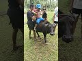 sumakay sa kalabaw Ang bata #kalabaw #carabao #riding #kids #shorts