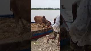 cow unloading, cow videos, cow video, big cow, goru hamba cow(1)