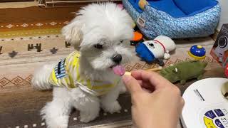 【日常】天才犬レオが実演するおやつを貰う所作【マルチーズ】#犬 #ペット #かわいい