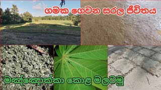 ගමක ගෙවන සරල ජීවිතය | මඤ්ඤොක්කා කොල මැල්ලුම| ඉස්සර සෙල්ලමක් | Village Real Life #cooking_villagelife