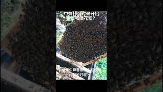 中蜂什么时候开始春繁和喂花粉 #shortvideo