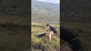 sheep rescued by kind women🫡 animals rescue #shorts #rescue #animalrescue #animalshelp