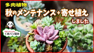 【多肉植物】秋のメンテナンスと寄せ植えをしました【くまパン園芸】