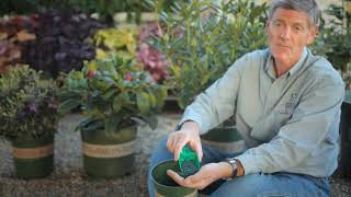 How to Fertilize a Rhododendron