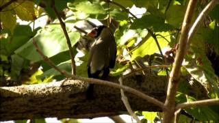 野鳥ムービーNo87イカル　Japanese Grosbeak