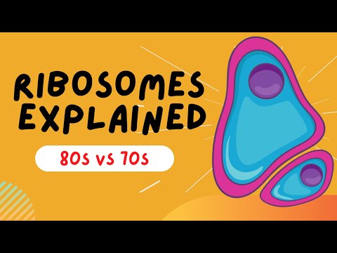 What does S stand for in 70S ribosomes?