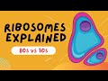 Ribosomes Explained - 80s VS 70s - STRUCTURE AND FUNCTION