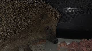 Igel Siggi - Vorbereitung Winterschlaf und Projekt Igelhotel