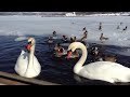 山中湖の白鳥と鴨の餌やりは癒されます *^_^* 2014 2.25