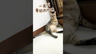 阿虎說 叫我小鮮肉 #cat #貓咪小短篇