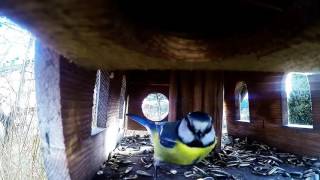 GoPro Vogelhaus Meise Spatz