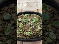 stages of growth, baby African Violet Propagation in fast food containers #africanviolet