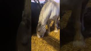 Sapphire the Shire and her newborn foal - filmed live!