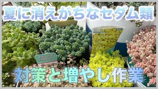 【多肉植物】#39夏に消えがちなセダム類、対策と増やし作業